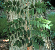 Kentucky Coffeetree