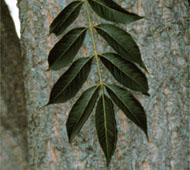 Amur Corktree