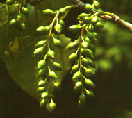 Cottonwood (Eastern Cottonwood)