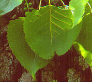 Cottonwood (Eastern Cottonwood)
