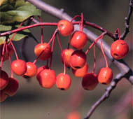 Flowering Crabapple (Crabapple)