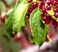 Flowering Crabapple (Crabapple)