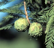 Baldcypress