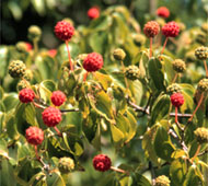 Chinese Dogwood (Kousa Dogwood)