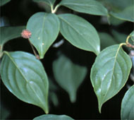 Chinese Dogwood (Kousa Dogwood)