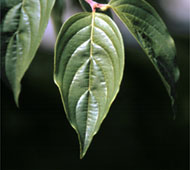 Cornelian Cherry Dogwood