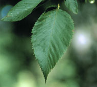 Eastern Hophornbeam