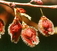 American Elm (White Elm)