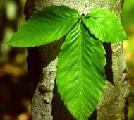 American Elm (White Elm)