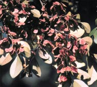 Chinese Elm (Lacebark Elm)