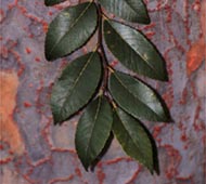 Chinese Elm (Lacebark Elm)