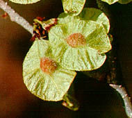 Slippery Elm