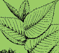 Slippery Elm
