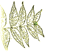 End leaflet often small or absent