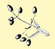 Fringe Tree