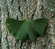 Ginkgo (Maidenhair Tree)