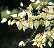 Goldenrain Tree