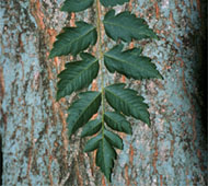 Goldenrain Tree