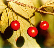 Hackberry