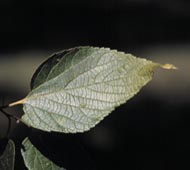 Hackberry