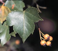 Hawthorn