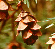 Eastern Hemlock