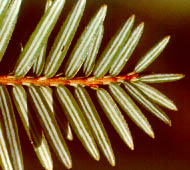 Eastern Hemlock