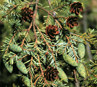 Sargent Weeping Hemlock