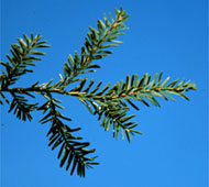 Sargent Weeping Hemlock