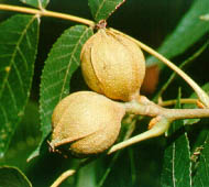 Bitternut Hickory