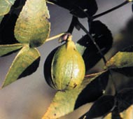Pignut Hickory