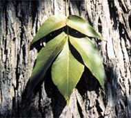 Pignut Hickory