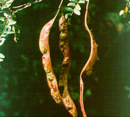 Honey Locust