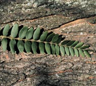 Honey Locust