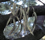 Thornless Honey Locust