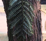 Thornless Honey Locust