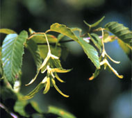 American Hornbeam