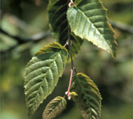 American Hornbeam