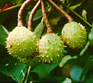 Horsechestnut