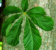 Horsechestnut