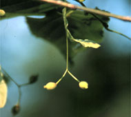 Littleleaf Linden