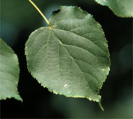 Littleleaf Linden