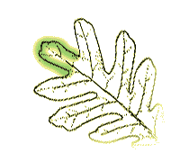 End lobe not larger than side lobes