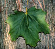 Norway Maple