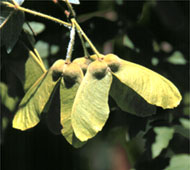 Paperbark Maple