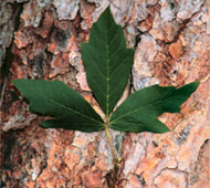 Paperbark Maple