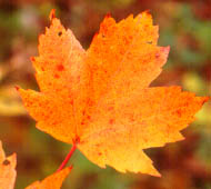 Red Maple