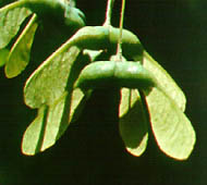 Sugar Maple