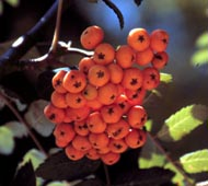 European Mountainash (Rowan Tree)