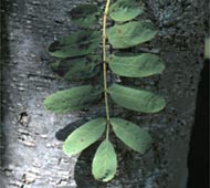European Mountainash (Rowan Tree)